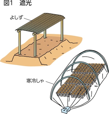 家庭菜園