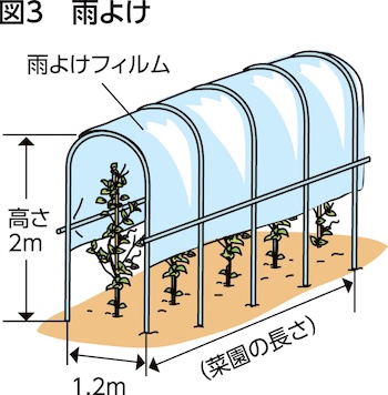 家庭菜園