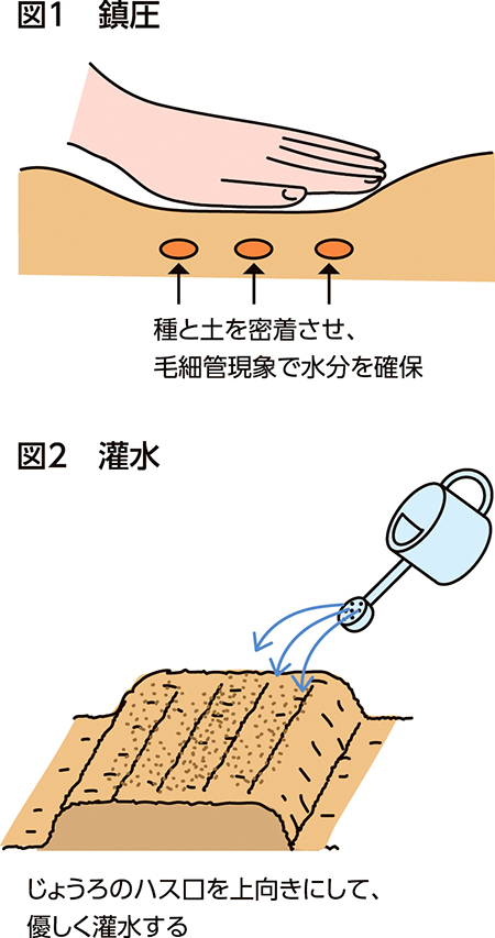 家庭菜園